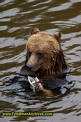 Bear eating fish vertical DSC08526 LR3